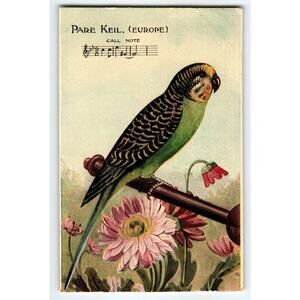Vintage Pare Keil Budgerigar Bird Lithograph Postcard Europe